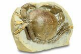 Miocene Fossil Crab (Tumidocarcinus) - New Zealand #302201-1